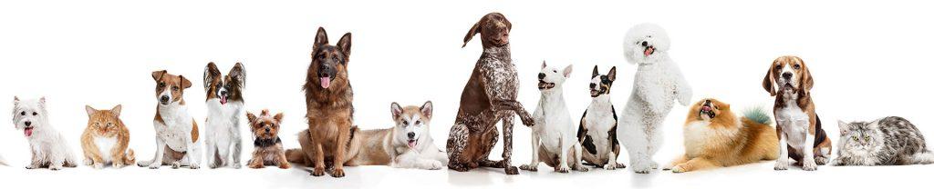 Best4Pet.hr