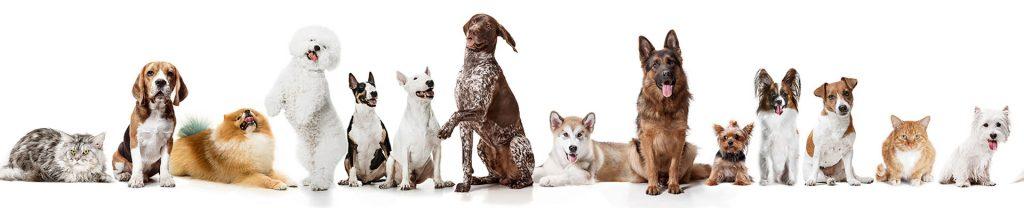 Best4Pet.hr