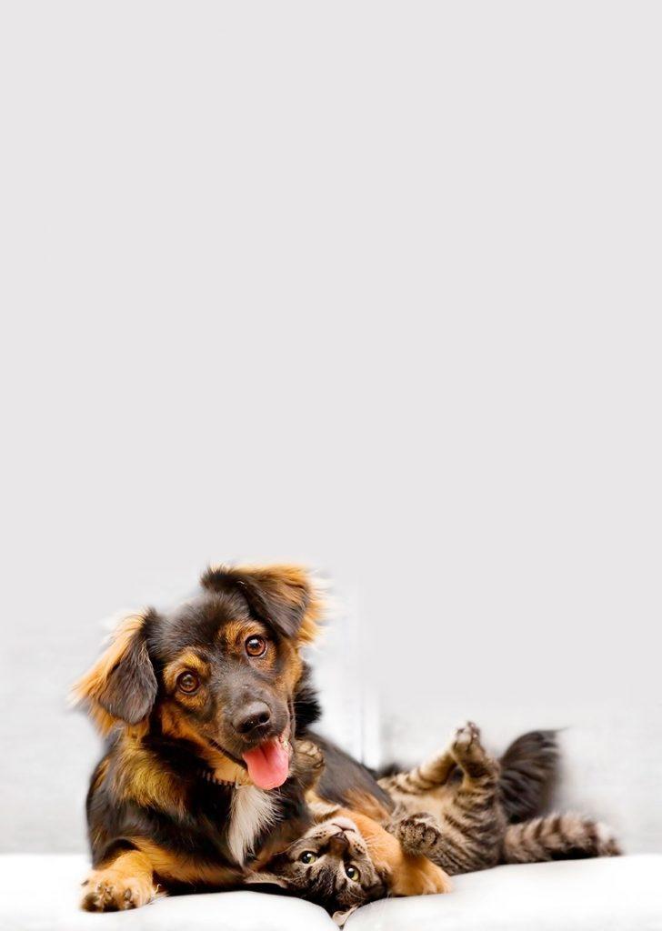 Best4Pet.hr