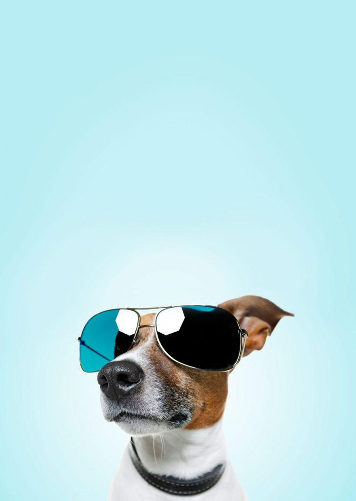 Best4Pet.hr